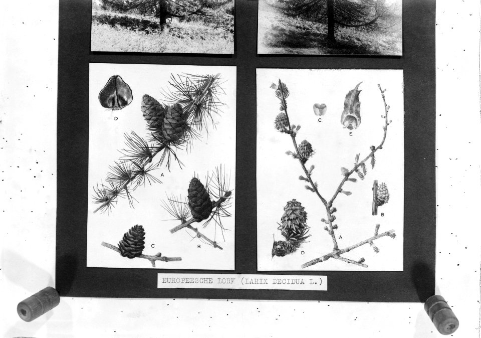 Reproducties, bosbouw, europese lork, larix decidua l., Bestanddeelnr 253-6995