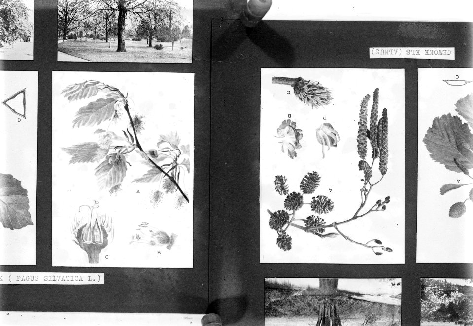 Reproducties, bosbouw, pagus silvatica, gewone els, Bestanddeelnr 253-6987