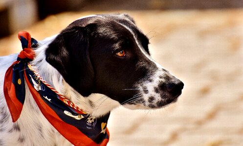 Good pet cute