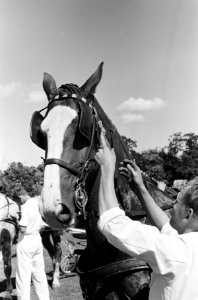 Reportage Concours Hippique Zandpoort, Bestanddeelnr 914-1772