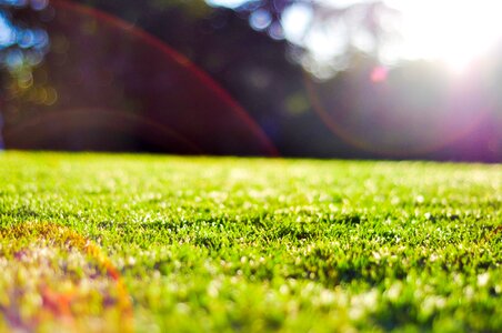 Garden grass flare