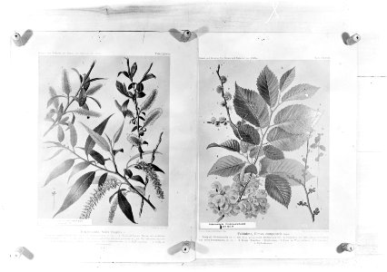 Reproducties, bosbouw, twijgen, salix fragilis, ulmus campestris, Bestanddeelnr 253-7057