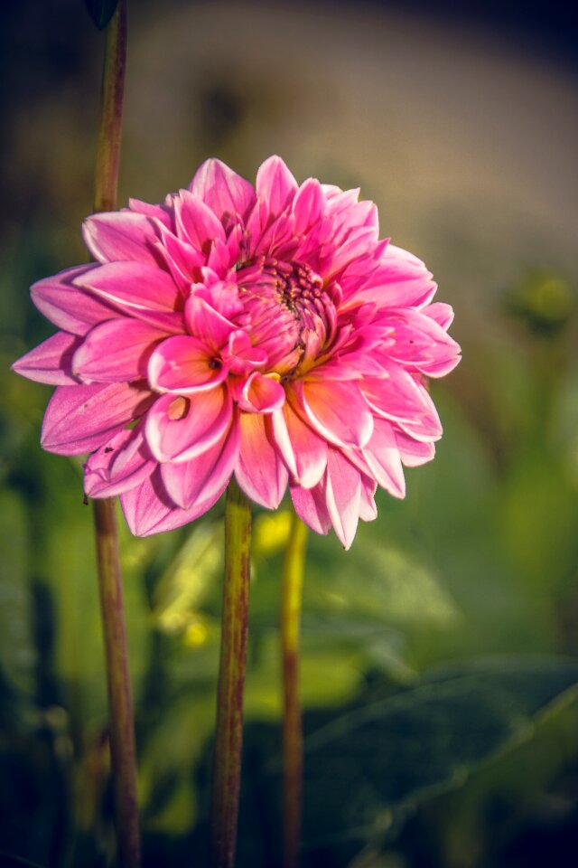 Asteraceae autumn composites