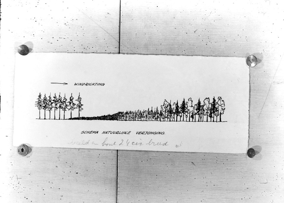 Reproducties, bosbouw, schema, Bestanddeelnr 253-6982