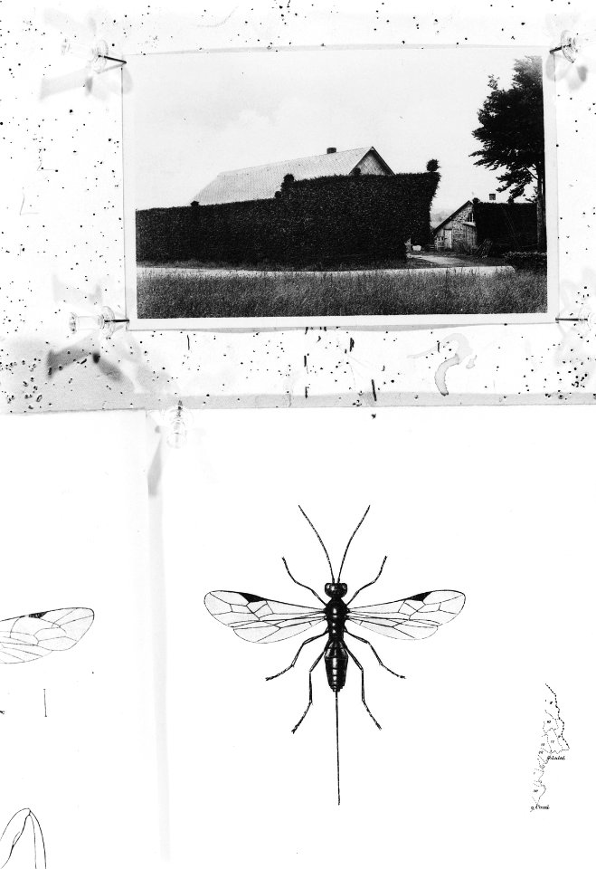 Reproducties, insecten, Bestanddeelnr 253-7168