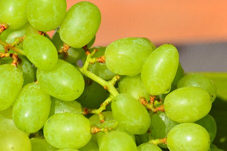 Fruit food green