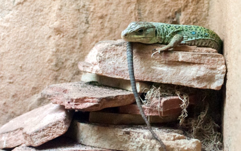 Reptil in São Paulo Zoo