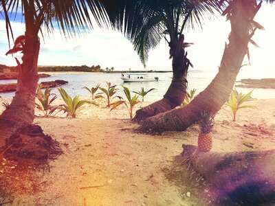 Palm trees sand ocean photo