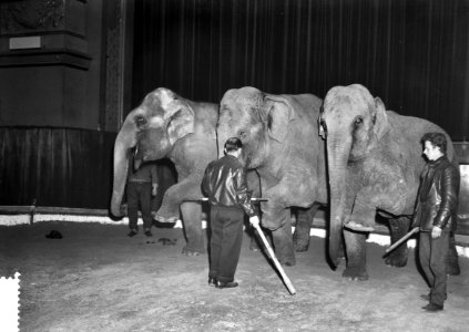 Repetities voor Circus Strassburger in Carre, dressuur van het olifantennummer, Bestanddeelnr 910-8944