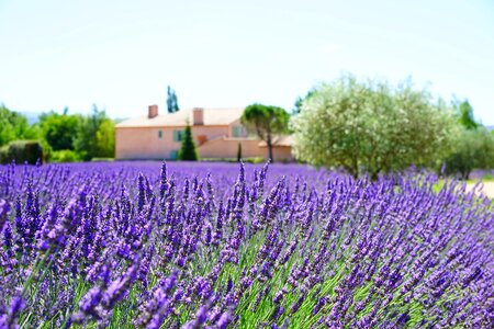 Lavender field lavender flowers blue