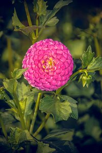Asteraceae autumn composites