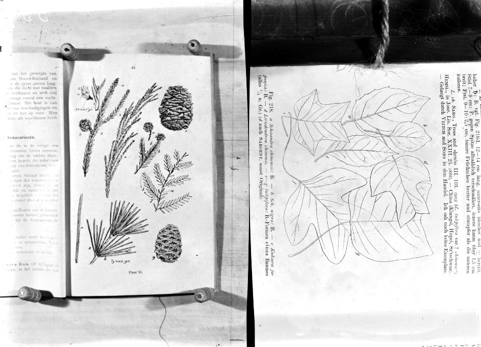 Reproducties, bosbouw, afbeeldingen, liriodendron, cryptomeria, sequoia, sciadop, Bestanddeelnr 253-7051