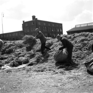 Reportage van het interneringskamp op de Levantkade te Amsterdam. Nu zijn er ca., Bestanddeelnr 900-4225