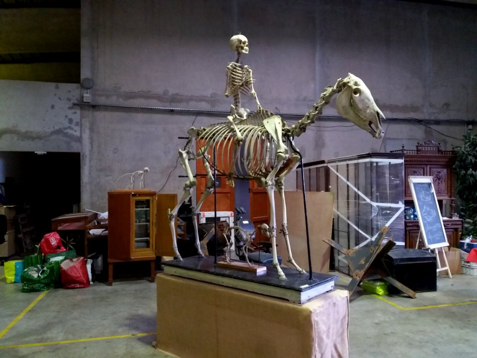Rillieux-la-Pape - Musée Testut-Latarjet, squelette de cheval (Equus caballus)