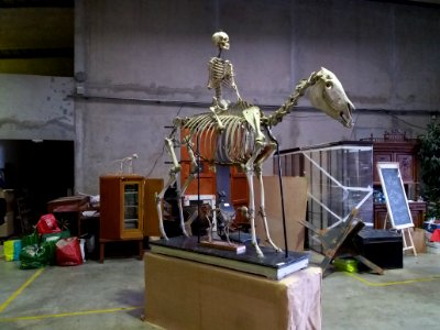 Rillieux-la-Pape - Musée Testut-Latarjet, squelette de cheval (Equus caballus)