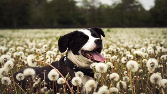 Snout head young dog