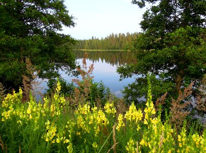 Flowers forest trees photo