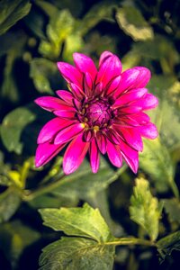 Asteraceae autumn composites