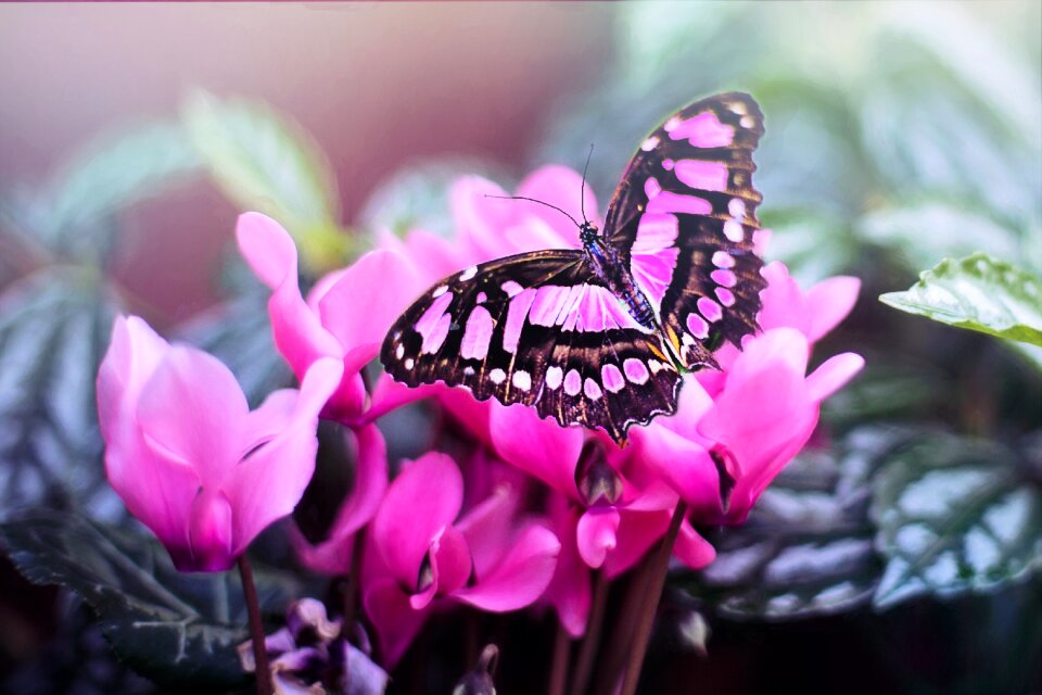 Pink flower nature