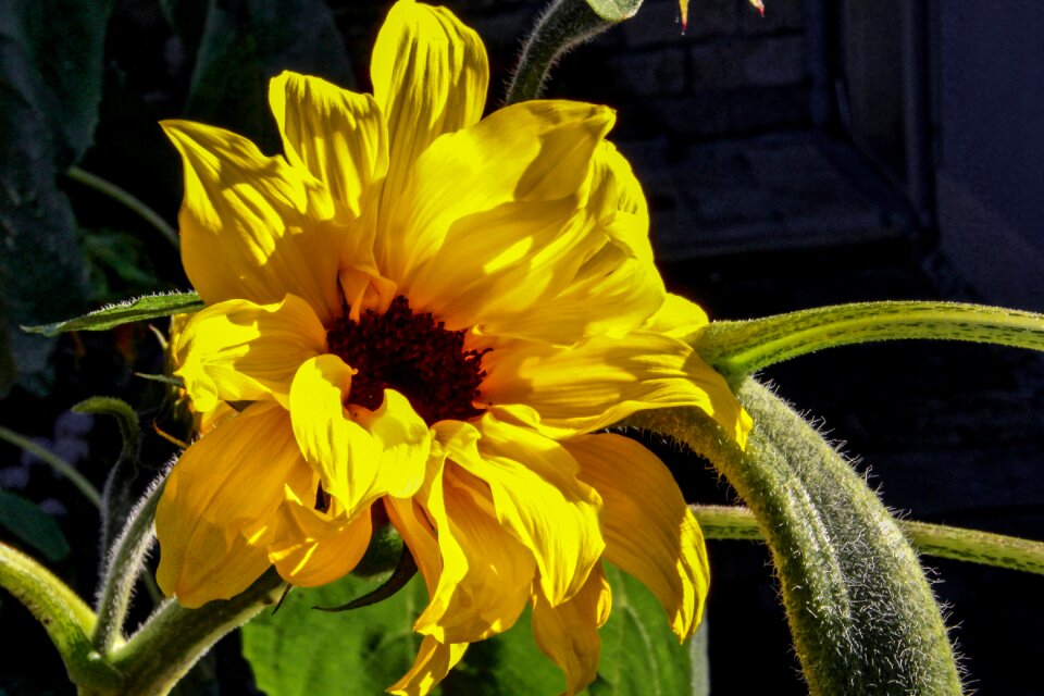 Flower bloom beautiful