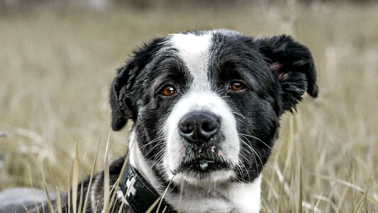 Snout head young dog photo