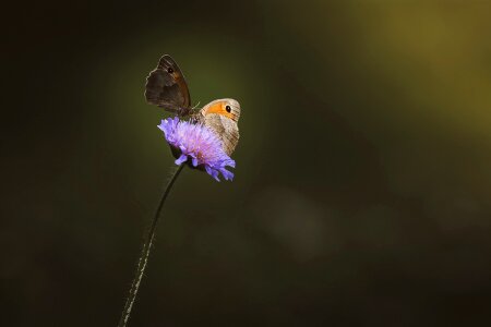 Purple flower summer butterflies