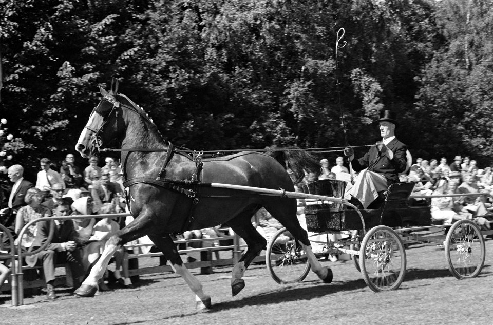 Reportage Concours Hippique Zandpoort, Bestanddeelnr 914-1774