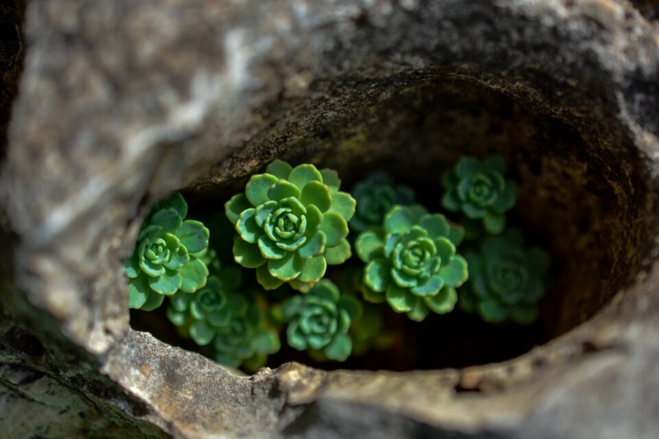 Garden green nature