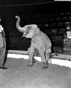 Repetities voor Circus Strassburger in Carre, dressuur van het olifantennummer, Bestanddeelnr 910-8943