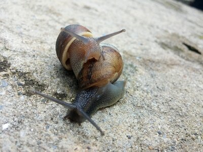 Snail couple molluscs fauna