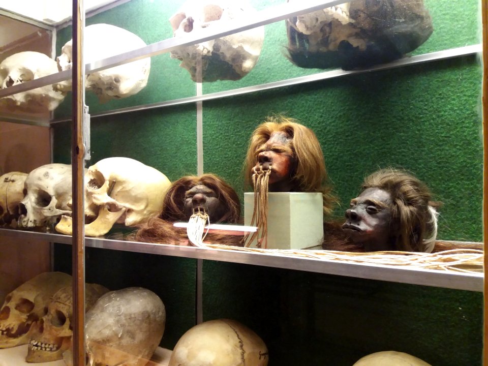 Rillieux-la-Pape - Musée Testut-Latarjet, vitrine des crânes, têtes réduites