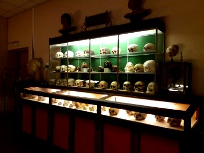Rillieux-la-Pape - Musée Testut-Latarjet, vitrine des crânes