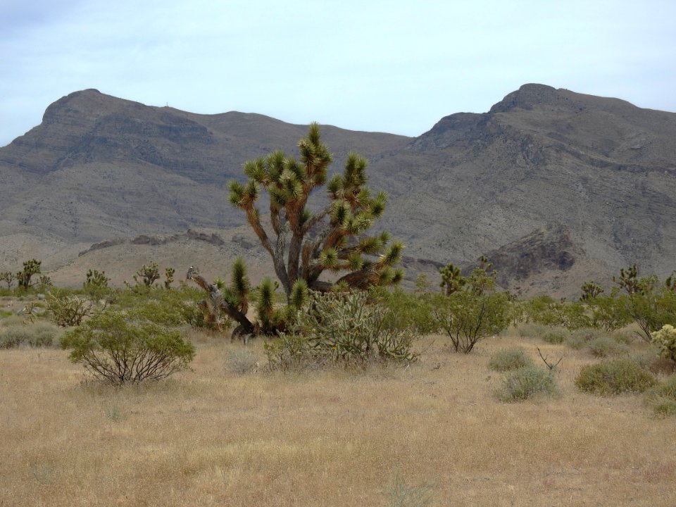 Representative landscape of the Beaver Dam Wash NCA