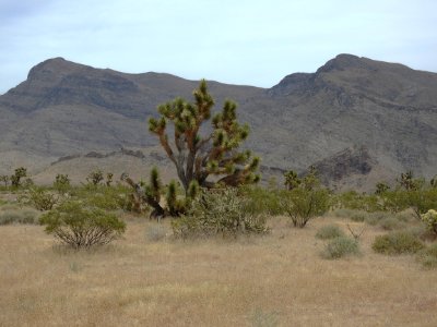 Representative landscape of the Beaver Dam Wash NCA
