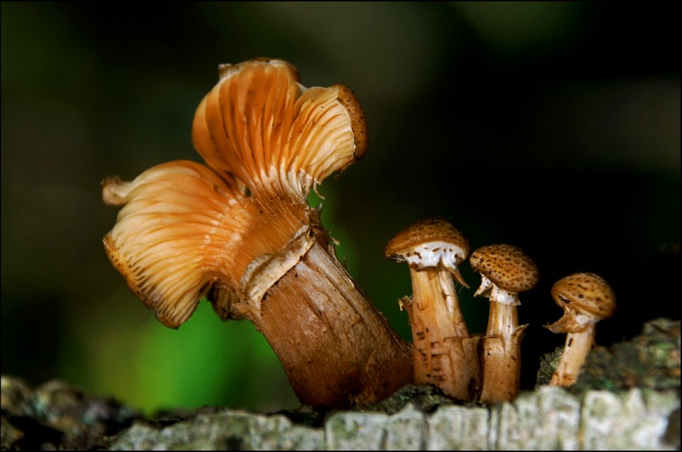 Forest undergrowth fungus