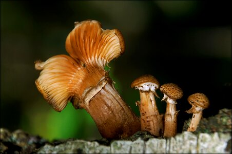 Forest undergrowth fungus