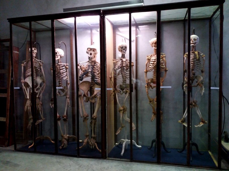 Rillieux-la-Pape - Musée Testut-Latarjet, vitrine des squelettes
