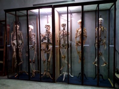Rillieux-la-Pape - Musée Testut-Latarjet, vitrine des squelettes photo