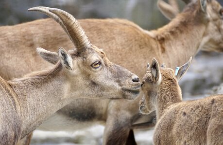 Calf young animal mother