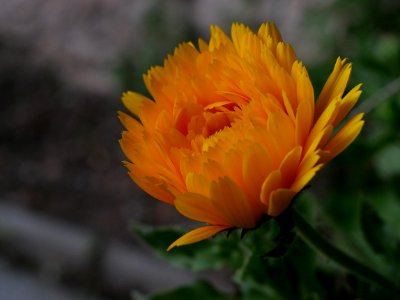 Ringelblume Roscheiderhof