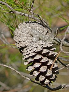 Pine tree natural evergreen