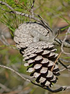 Pine tree natural evergreen photo