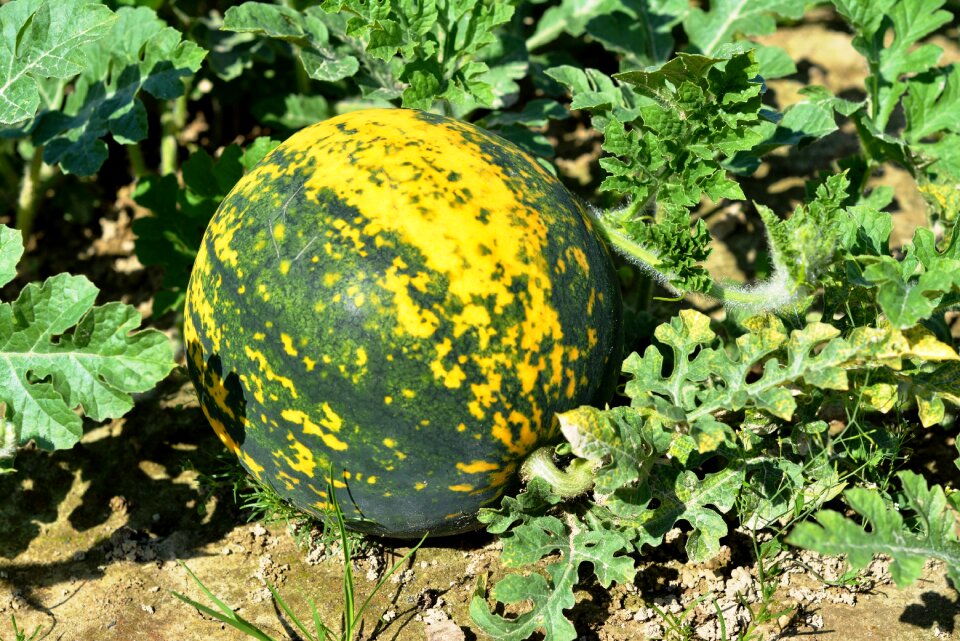 Green food vitamins