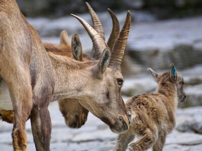 Mountains ibex nature