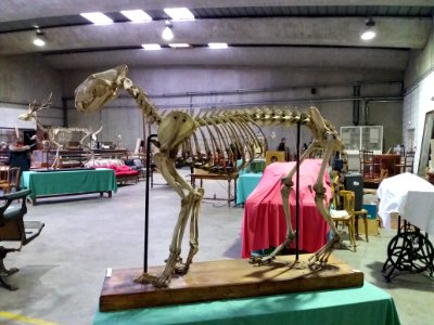 Rillieux-la-Pape - Musée Testut-Latarjet, squelette de tigre blanc royal (Panthera tigris)