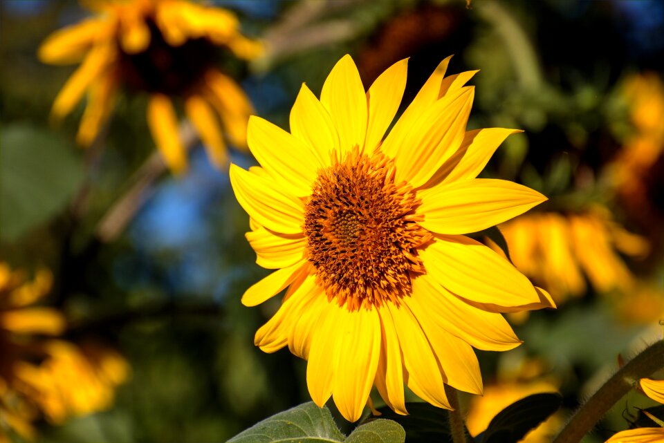 Nature plant yellow flower
