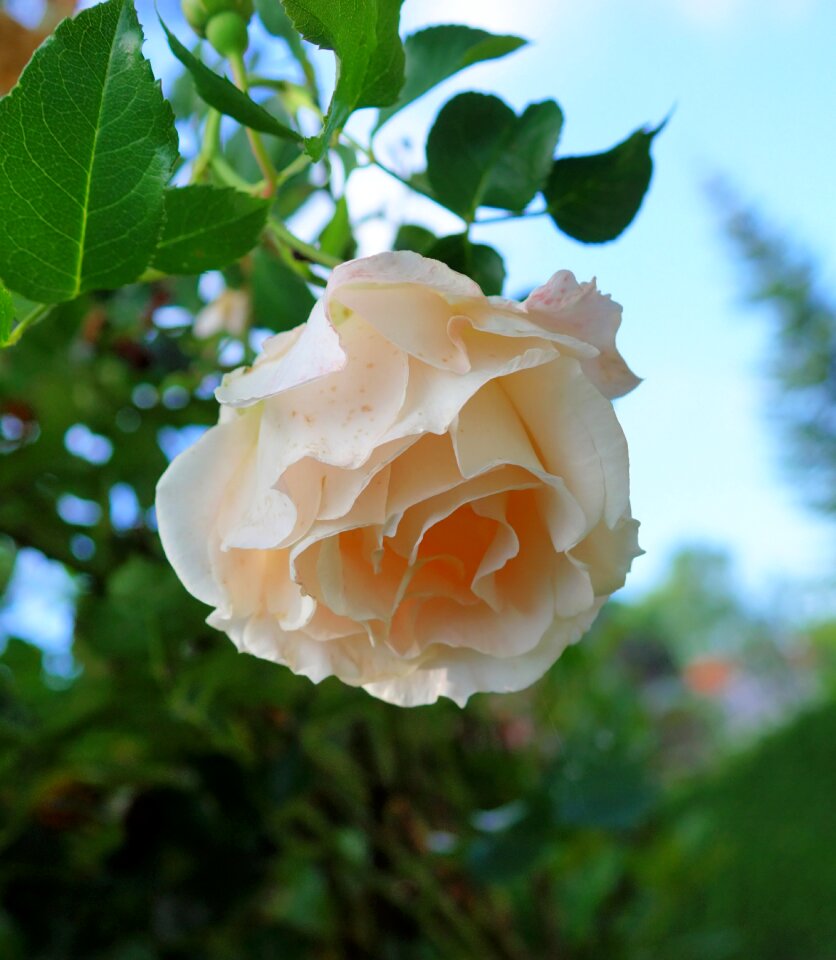 Blossom bloom white rose