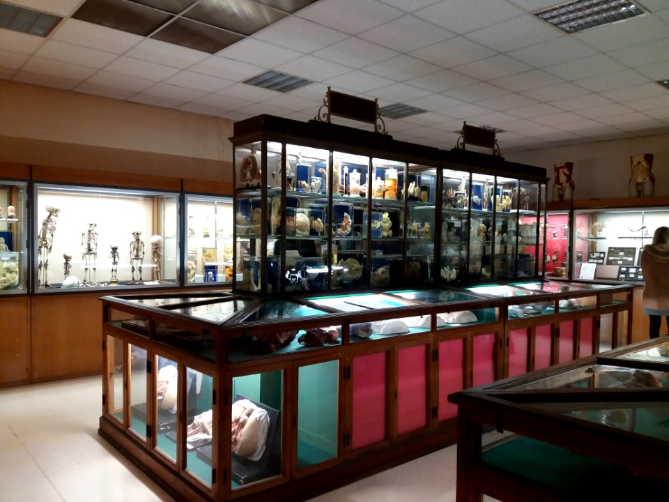 Rillieux-la-Pape - Musée Testut-Latarjet, vitrine de la salle d'anatomie