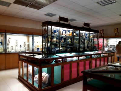 Rillieux-la-Pape - Musée Testut-Latarjet, vitrine de la salle d'anatomie