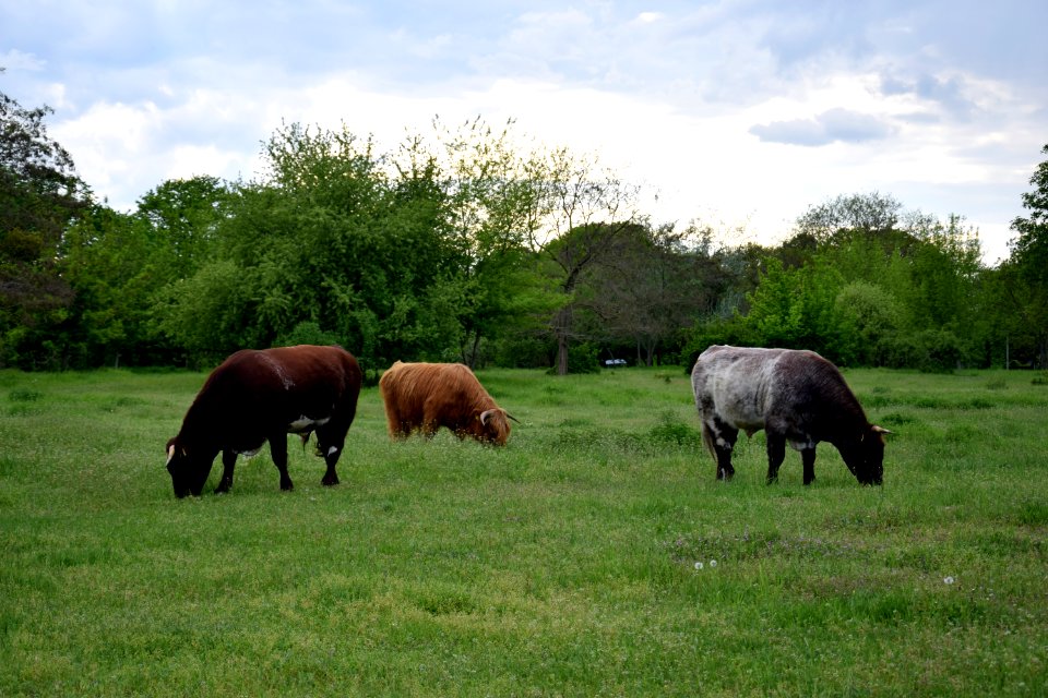 Rinder auf einer angrenzenden Weide im Seelgrabenpark (Berlin-Marzahn)